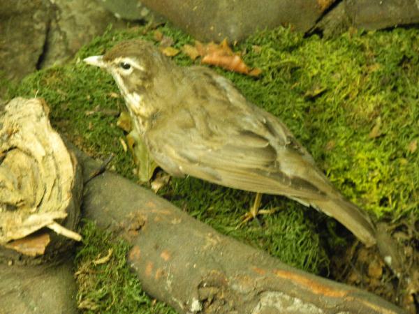 Esemplare di Cesena - Turdus pilaris