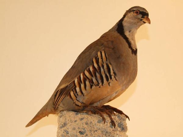 Esemplare di Coturnice - Alectoris graeca