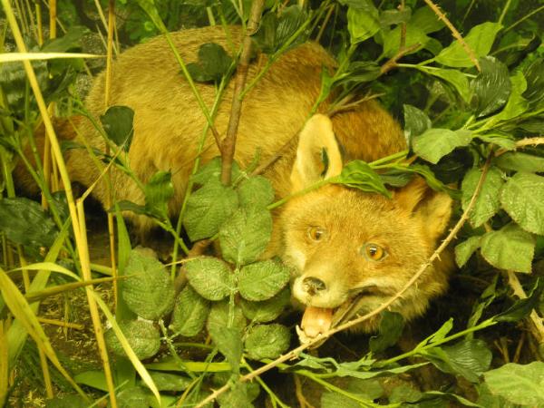 Esemplare di Volpe - Vulpes vulpes
