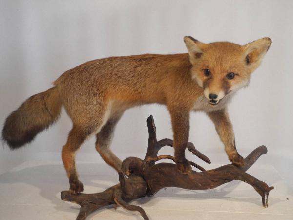 Esemplare di Volpe - Vulpes vulpes
