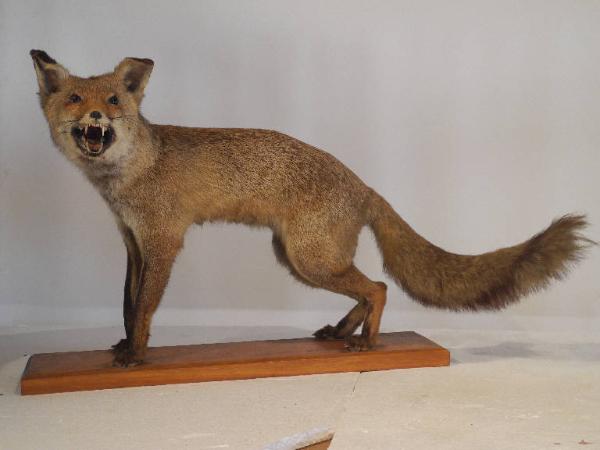 Esemplare di Volpe - Vulpes vulpes