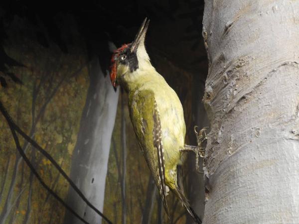 Esemplare di Picchio verde - Picus viridis