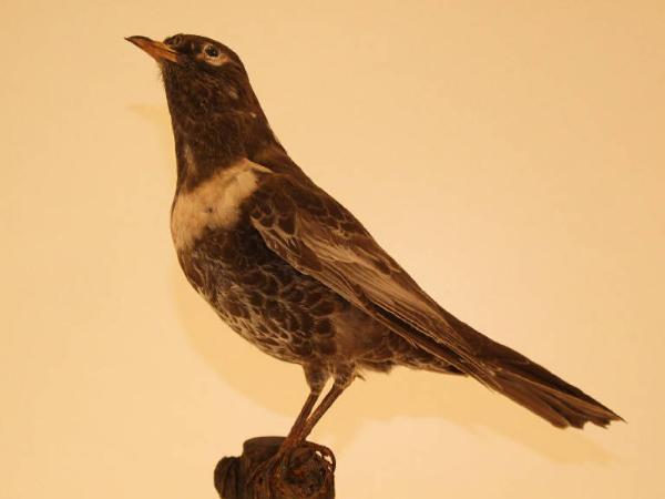 Esemplare di Merlo dal collare - Turdus torquatus