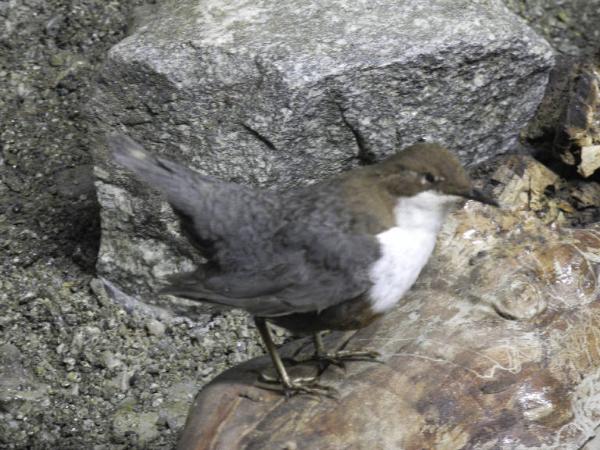 Esemplare di Merlo acquaiolo - Cinclus cinclus