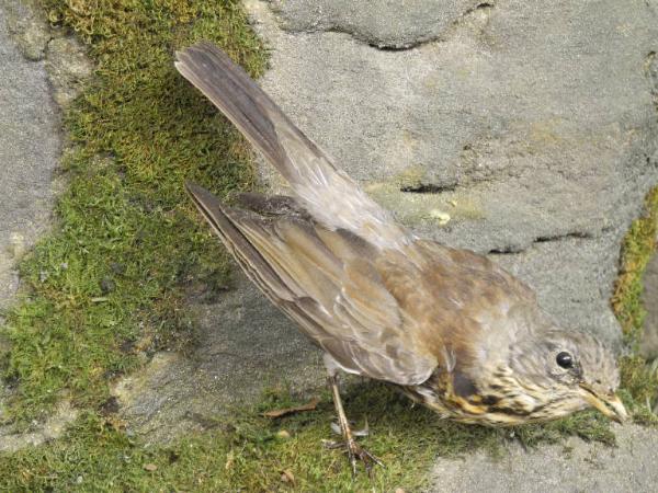 Esemplare di Cesena - Turdus pilaris