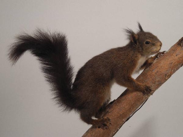 Esemplare di Scoiattolo comune - Sciurus vulgaris