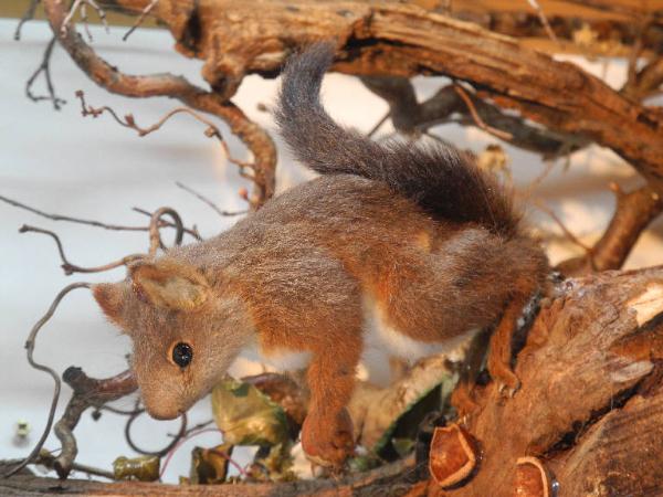 Esemplare di Scoiattolo comune - Sciurus vulgaris