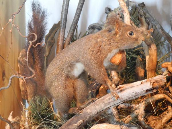 Esemplare di Scoiattolo comune - Sciurus vulgaris