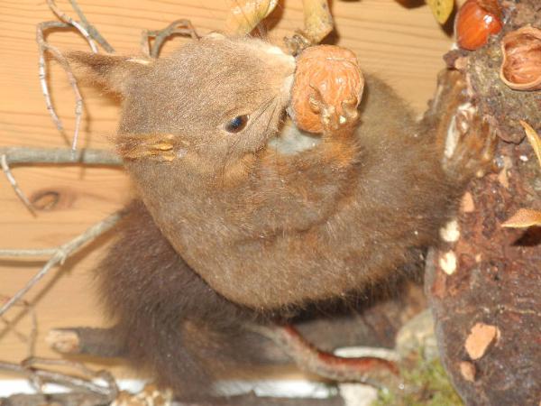 Esemplare di Scoiattolo comune - Sciurus vulgaris