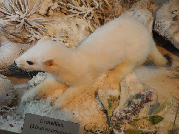Esemplare di Ermellino - Mustela erminea