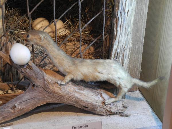 Esemplare di Donnola - Mustela nivalis