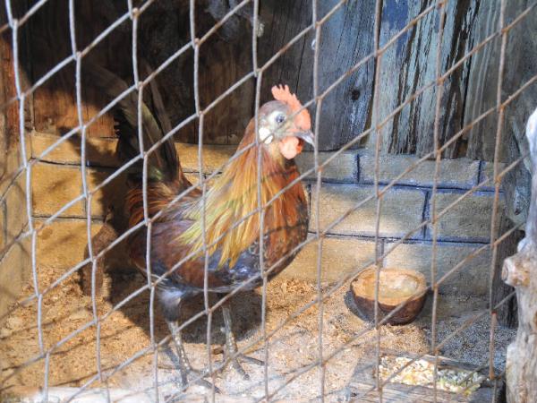 Esemplare di Pollo - Gallus gallus