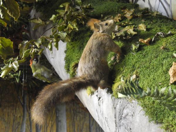 Esemplare di Ghiro - Glis glis