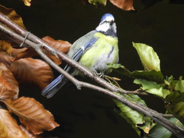 Esemplare di Cinciarella - Cyanistes caeruleus