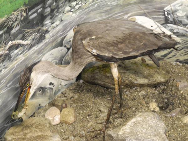 Esemplare di Airone Cenerino - Ardea cinerea