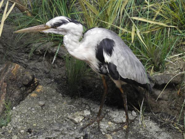 Esemplare di Airone Cenerino - Ardea cinerea
