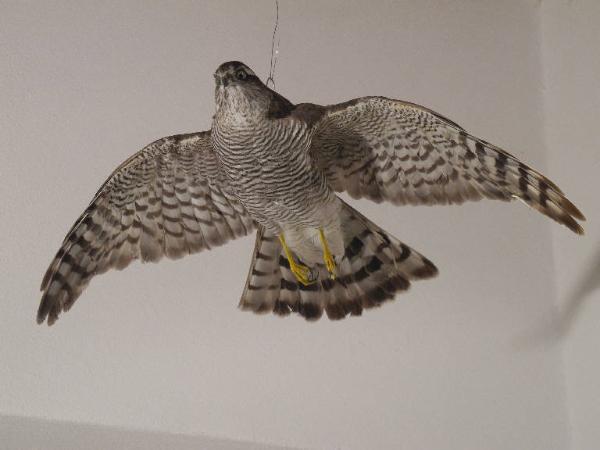 Esemplare di Sparviero - Accipiter nisus