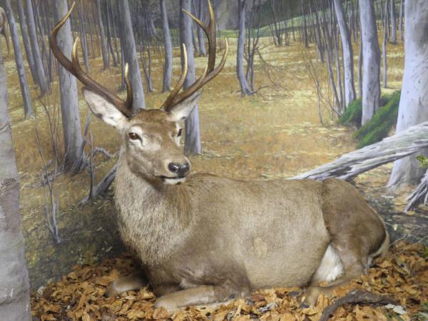 Esemplare di Cervo - Cervus elaphus