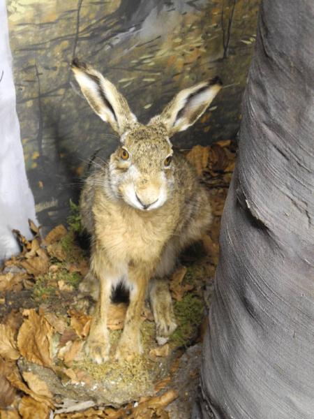 Esemplare di Lepre comune - Lepus europaeus
