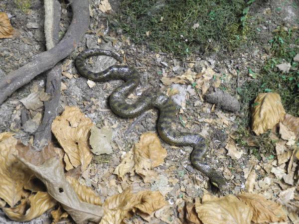 Esemplare di Vipera comune - Vipera aspis