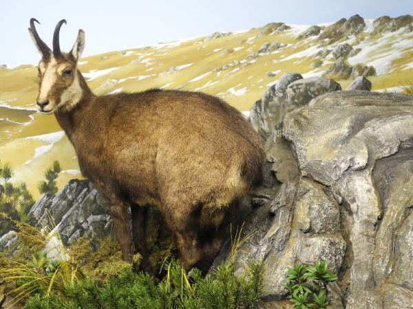 Esemplare di Camoscio alpino - Rupicapra rupicapra