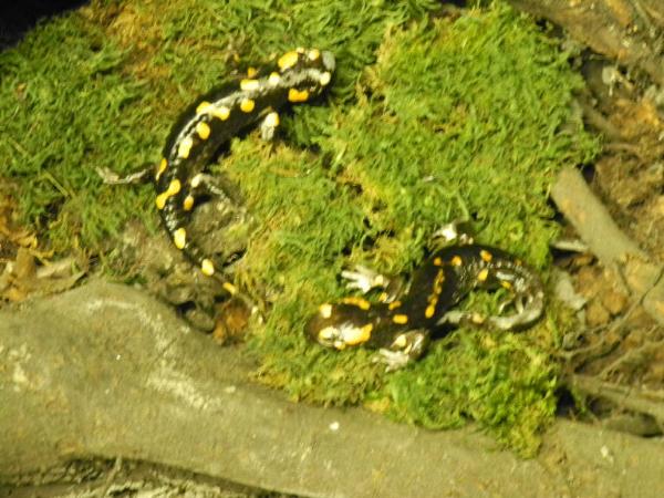 Esemplare di Salamandra pezzata - Salamandra salamandra