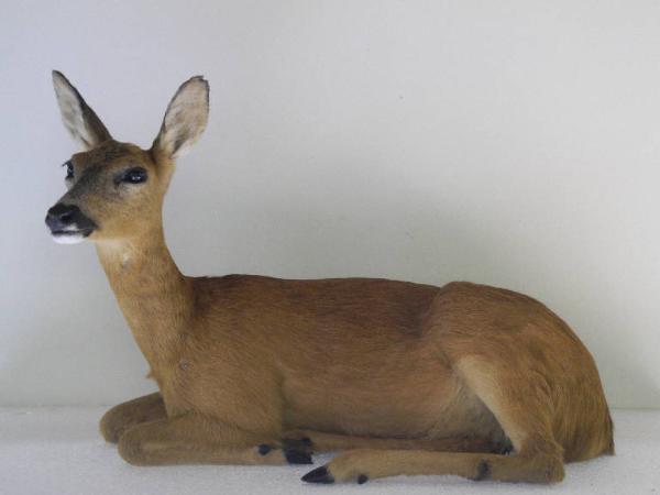 Esemplare di Capriolo - Capreolus capreolus