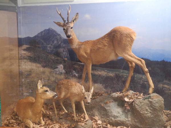 Esemplare di Capriolo - Capreolus capreolus