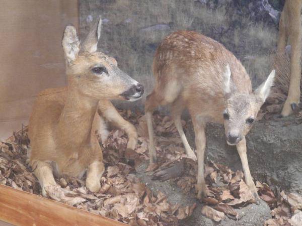 Esemplare di Capriolo - Capreolus capreolus