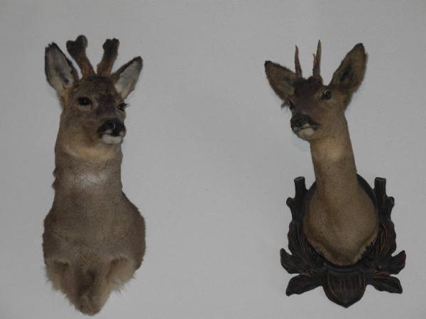 Esemplare di Capriolo - Capreolus capreolus