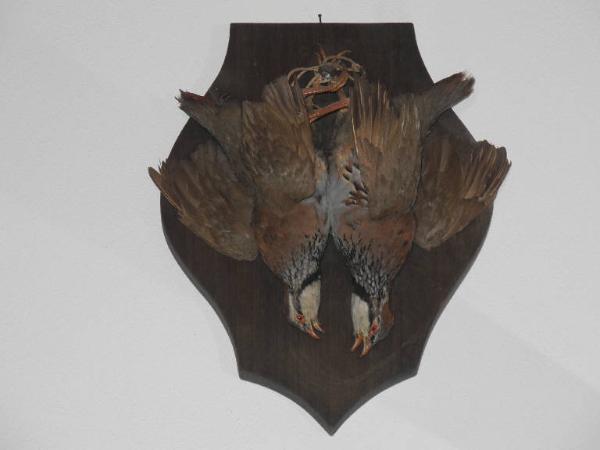 Esemplare di Coturnice - Alectoris graeca