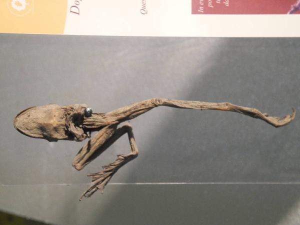 Specimen of - unidentified unidentified