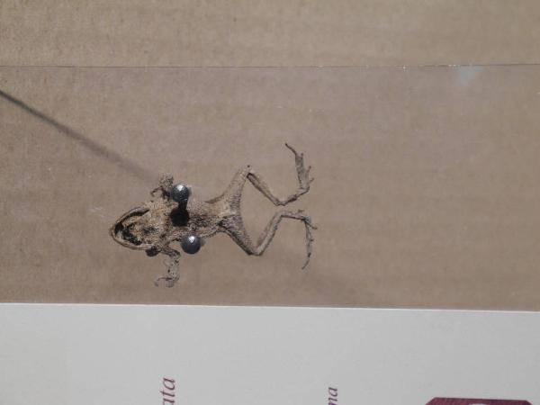 Specimen of - unidentified unidentified
