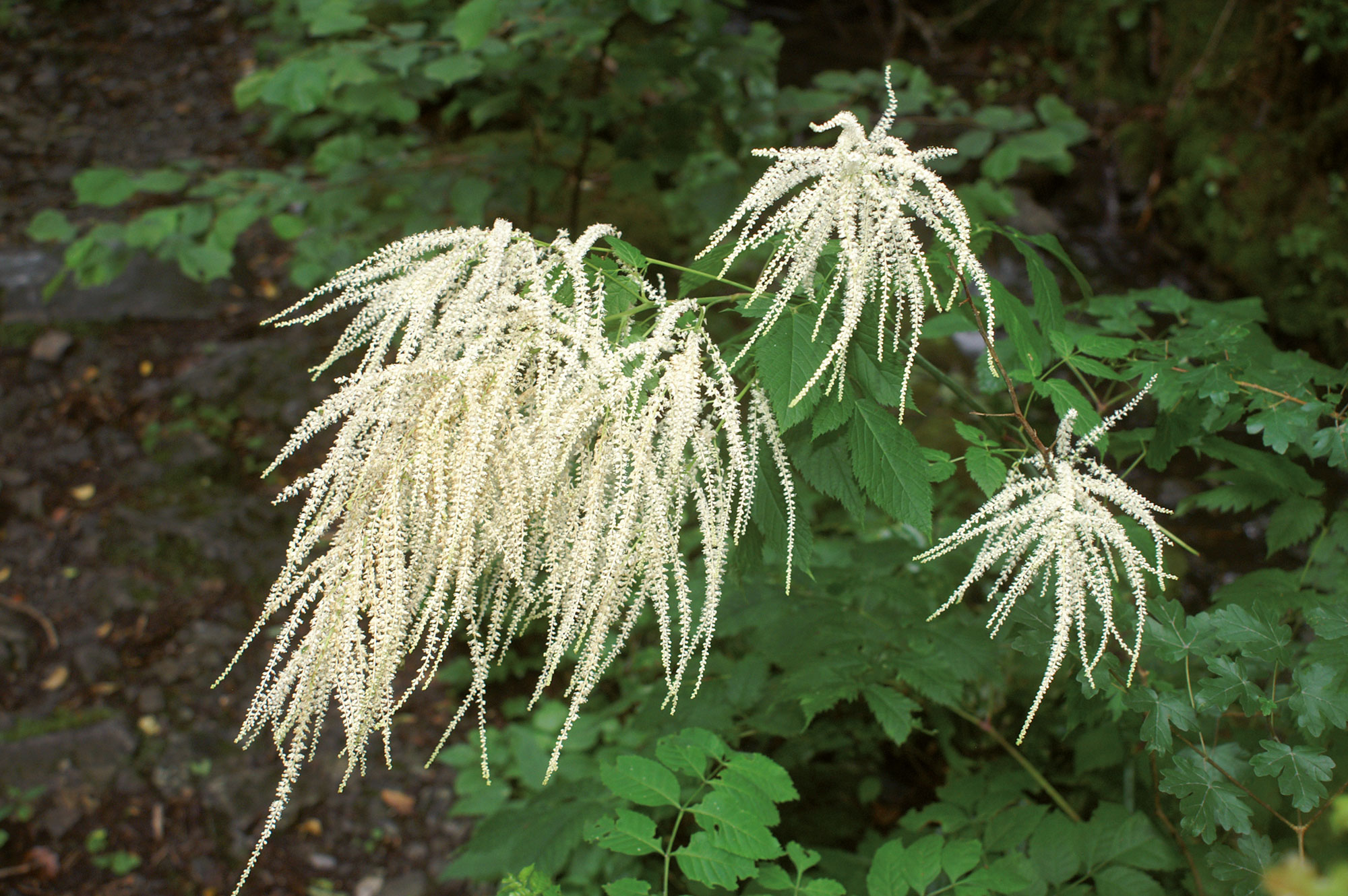 Barba di capra Actaea spicata L.
