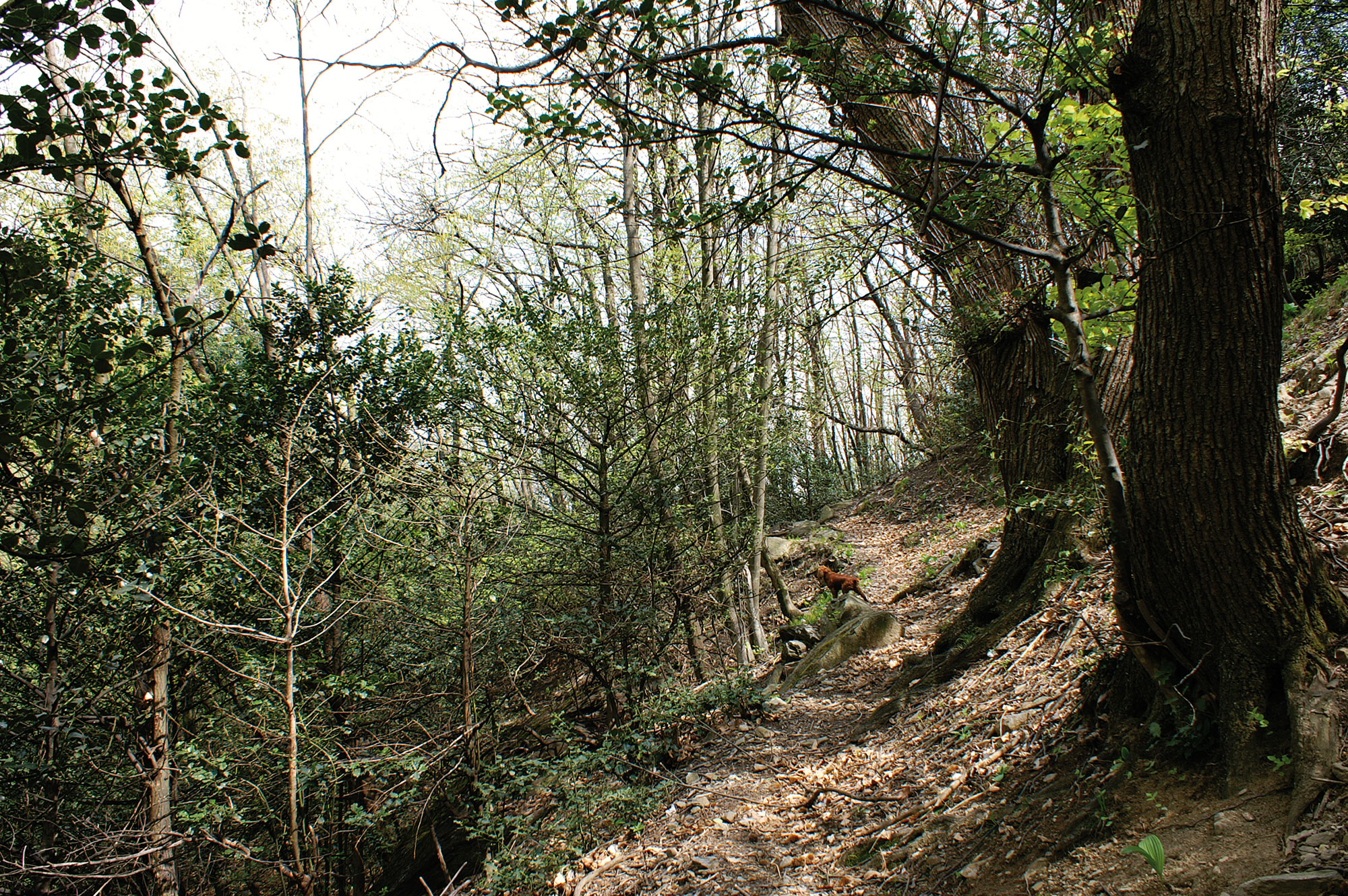 Castagno Castanea sativa MILLER