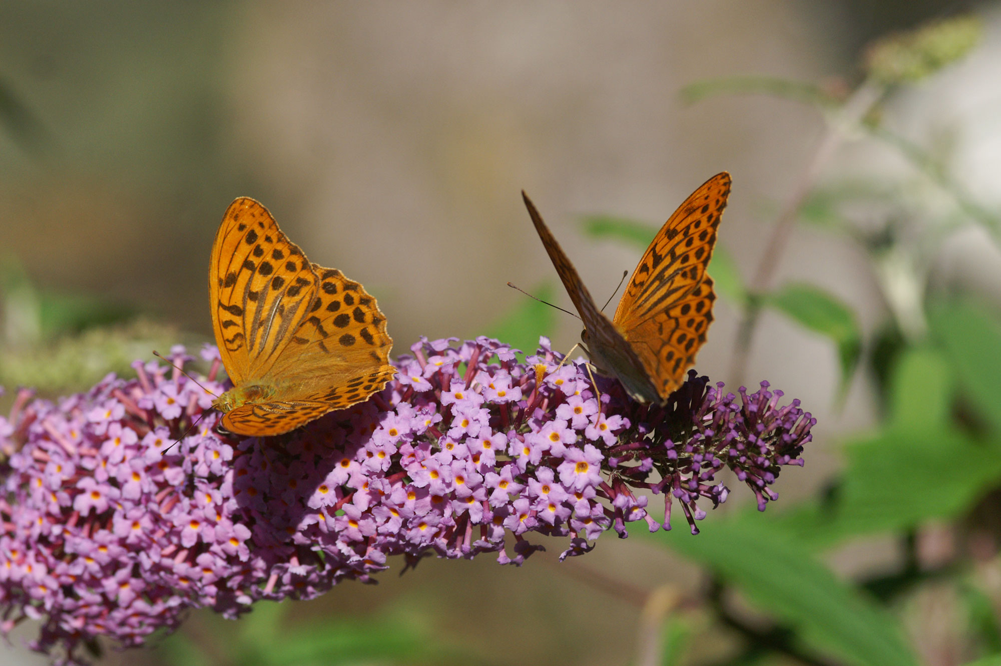Buddleja Buddleja davidii FRANCHET