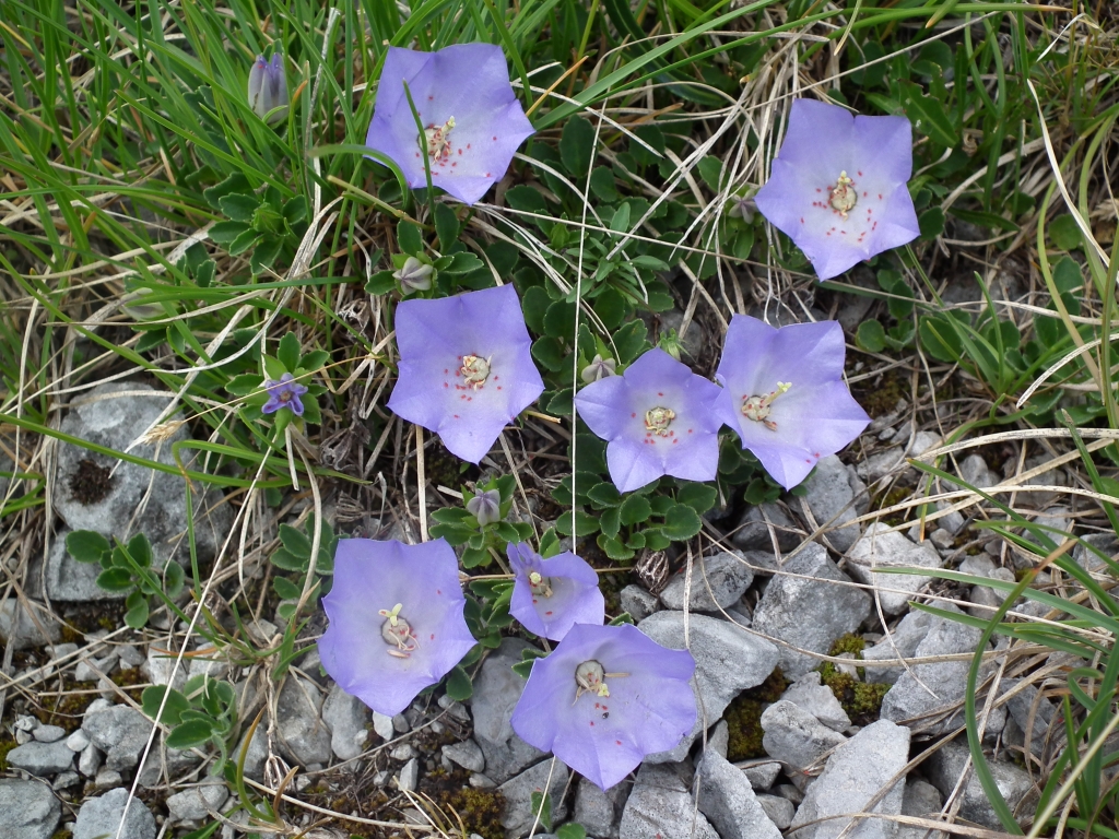 Campanula Raineri