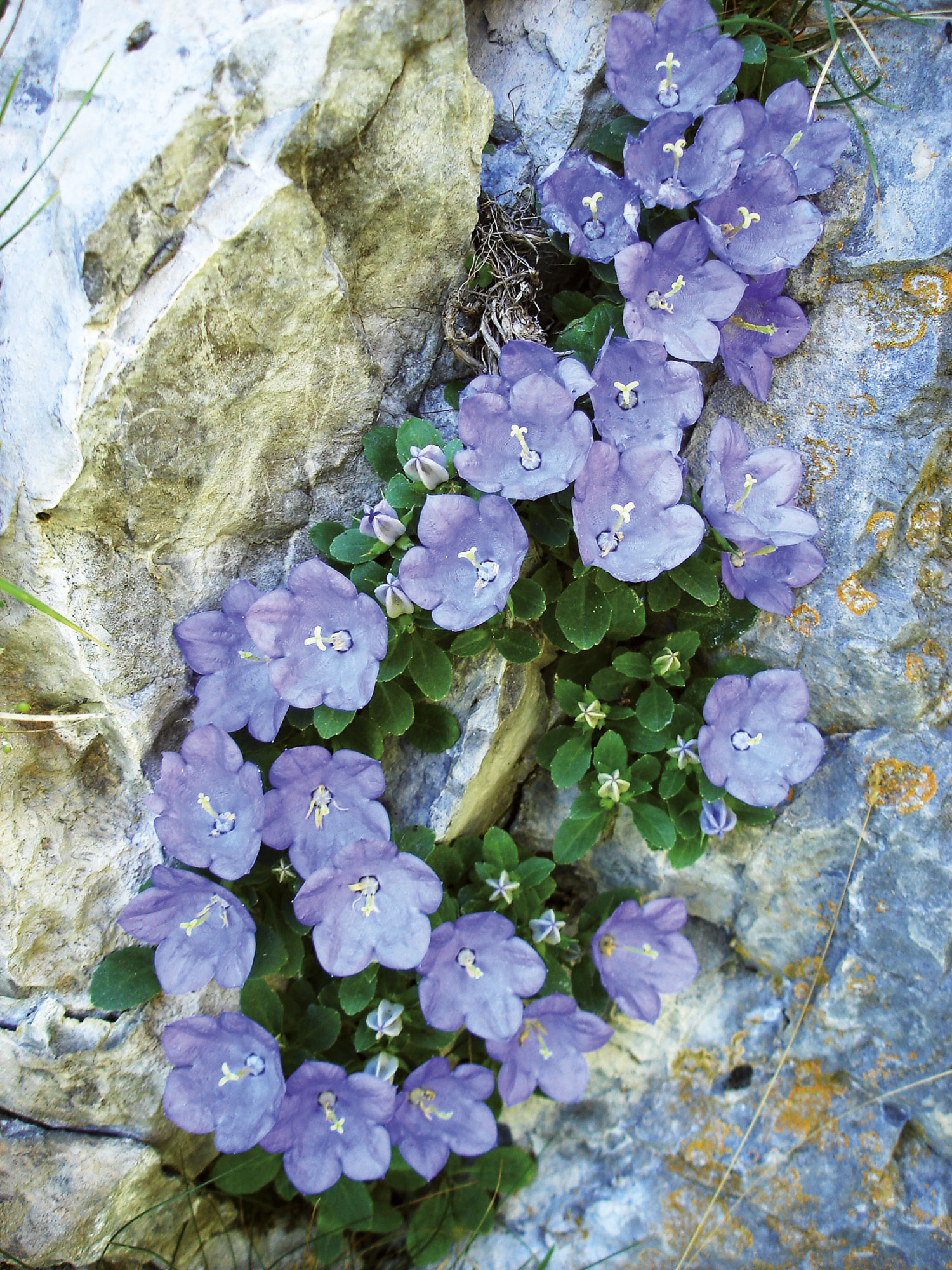 Campanula dell'arciduca