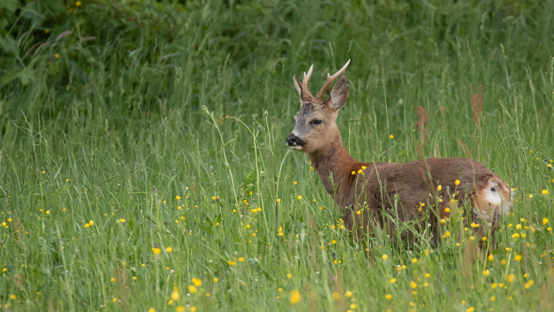 Capriolo - Parco Val Sanagra