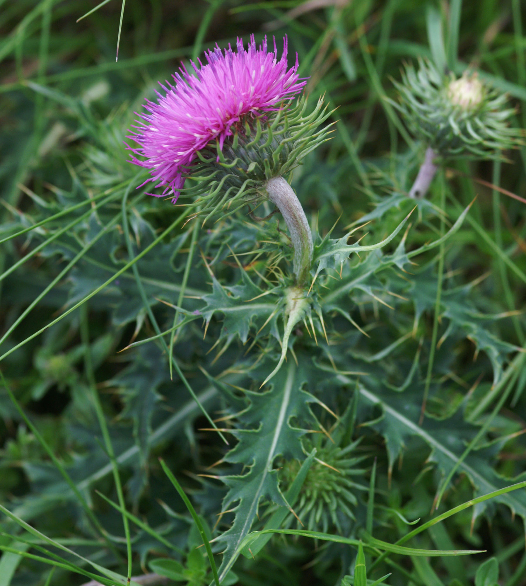 Cardo dentellato Carduus defloratus subsp. defloratus L.