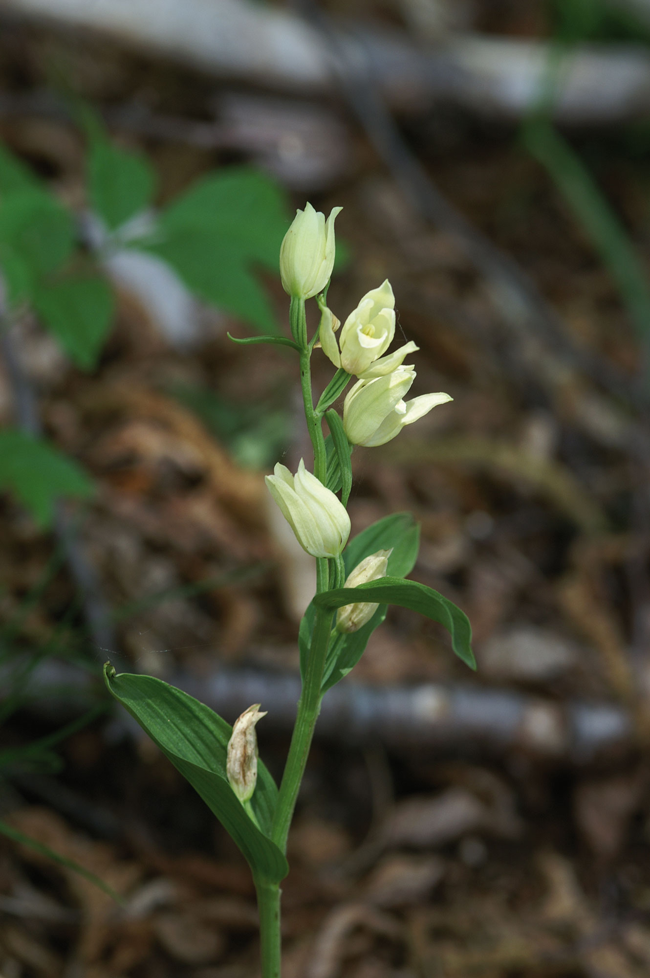 Cefalantera maggiore Cephalanthera damasonium (MILLER) DRUCE cefalantera bianca