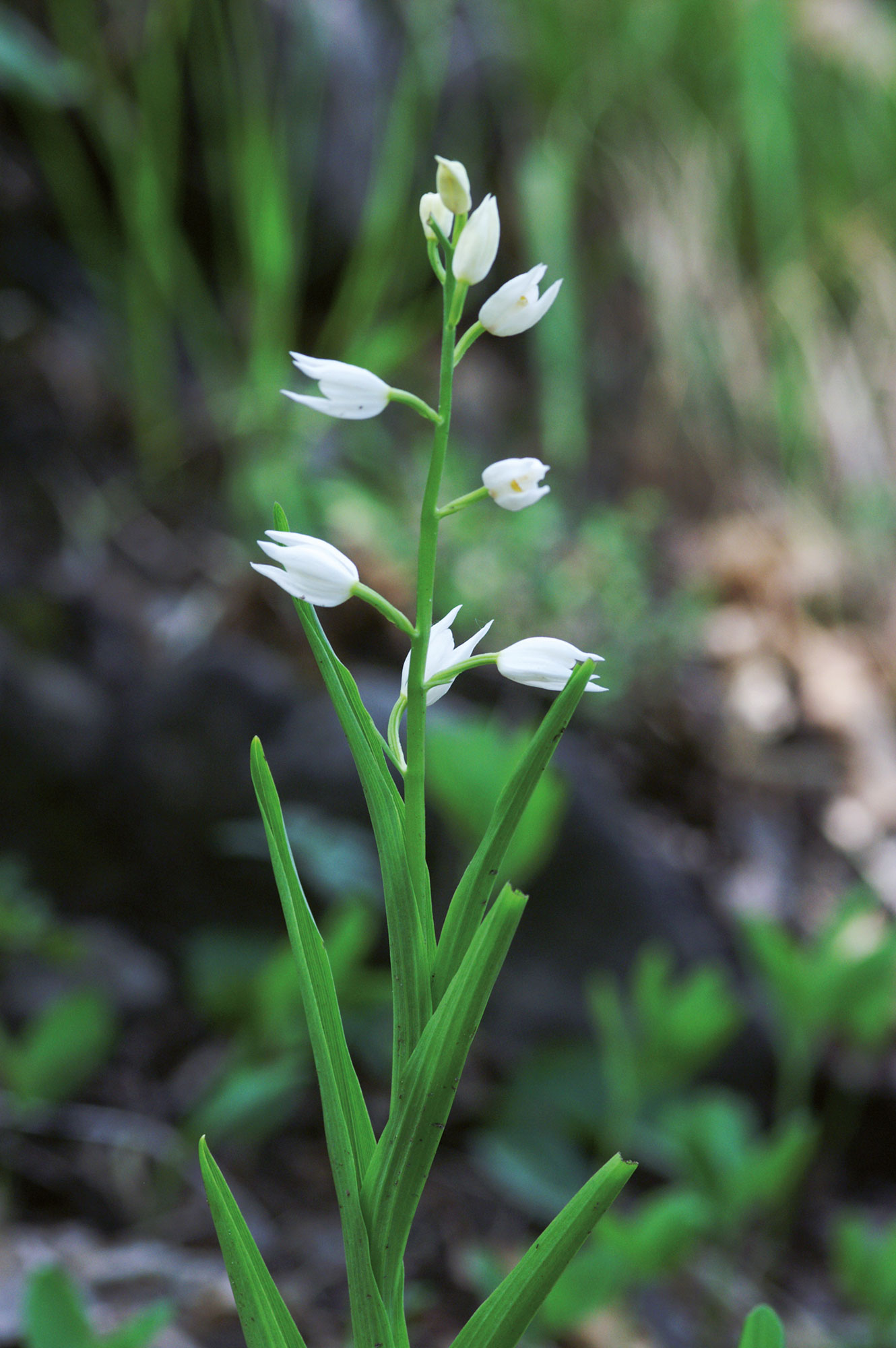 Cefalantera minore Cephalanthera longifolia (L.) FRITSCH