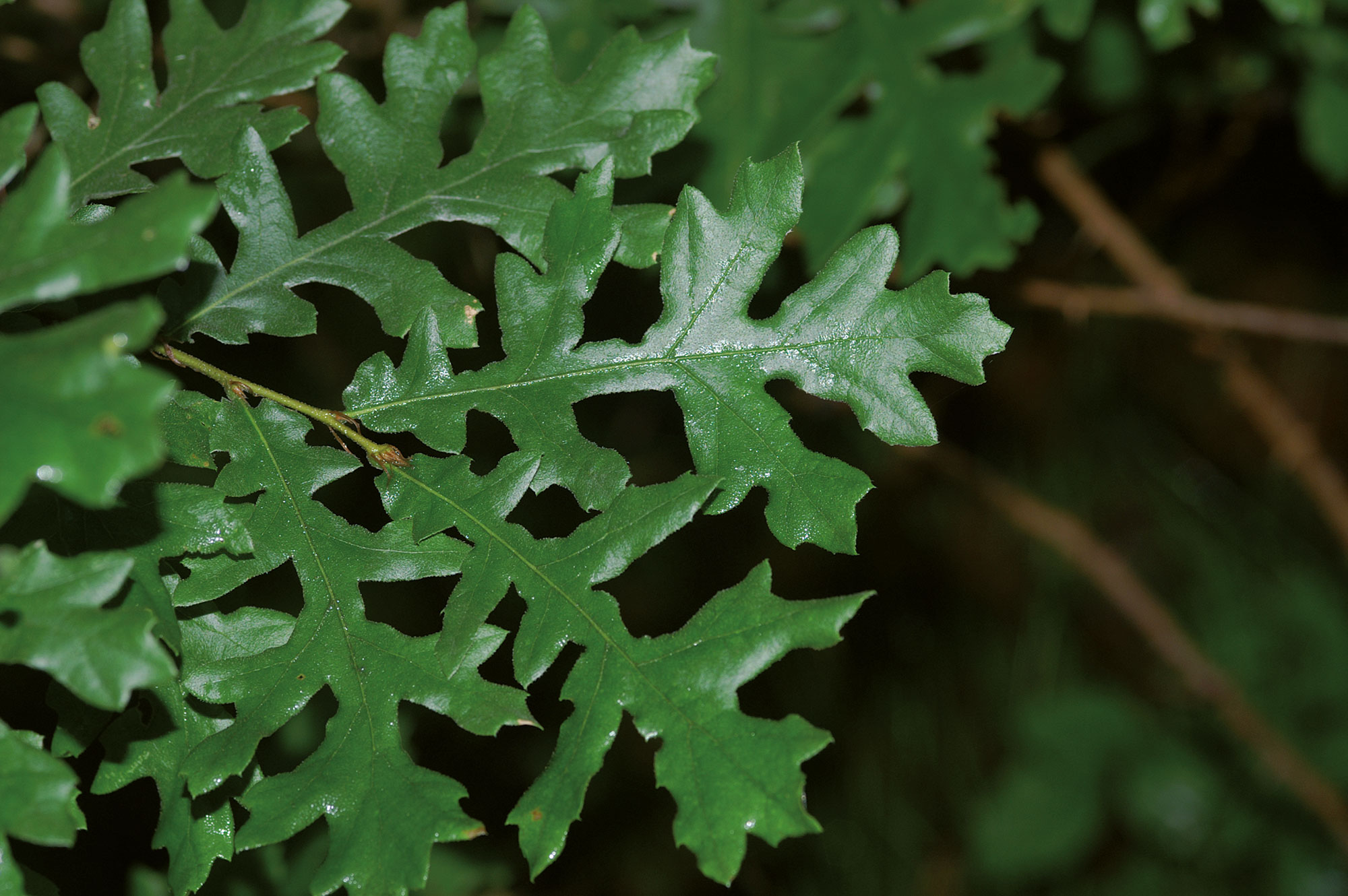 Cerro Quercus cerris L.