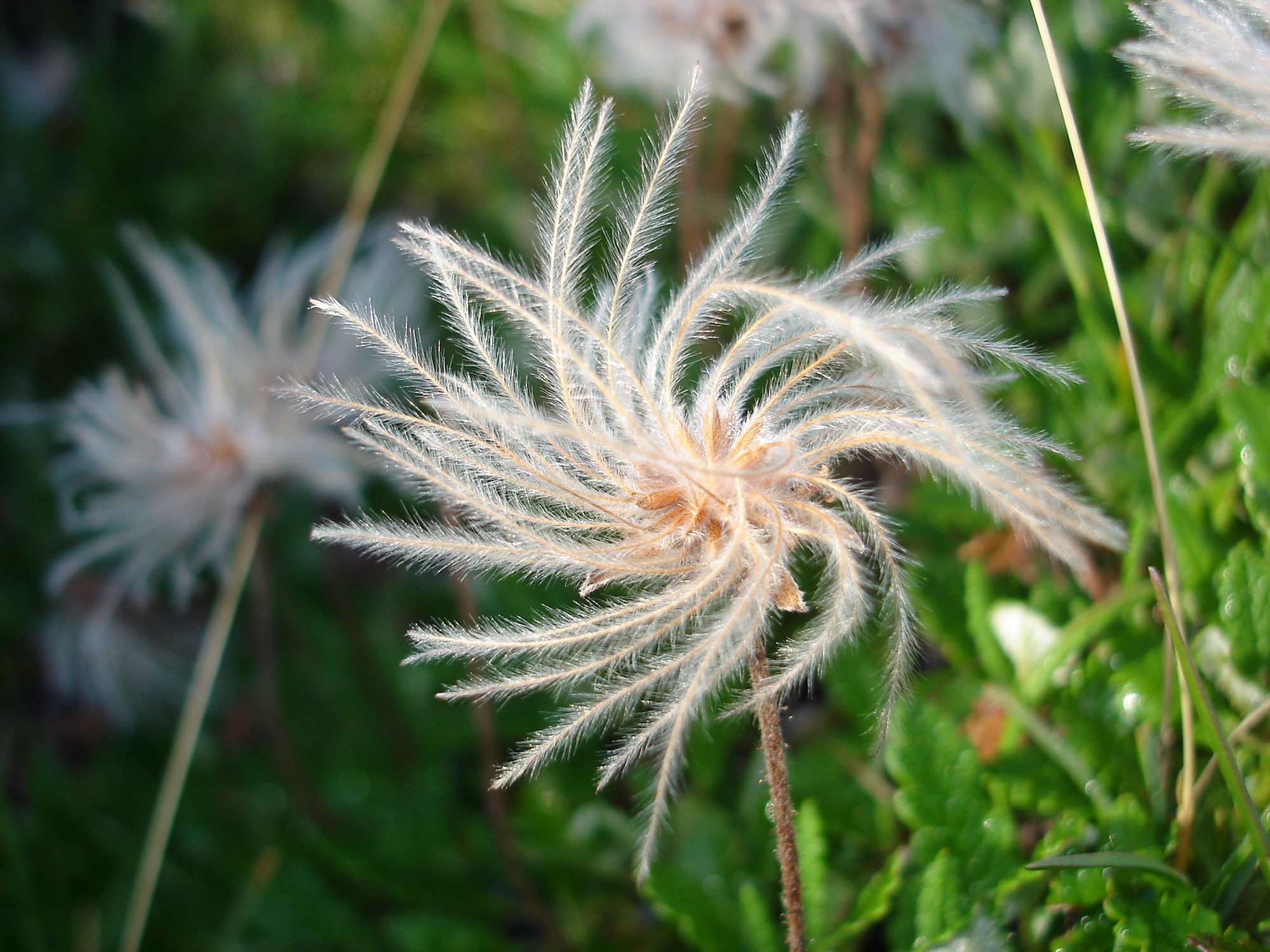 Driade Dryas octopetala L. camedrio alpino
