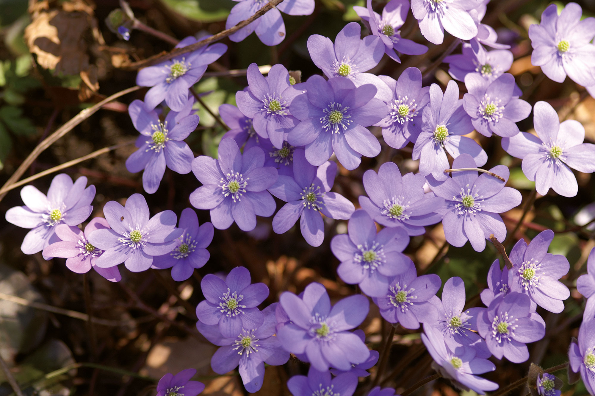 Epatica Hepatica nobilis SCHREBER
