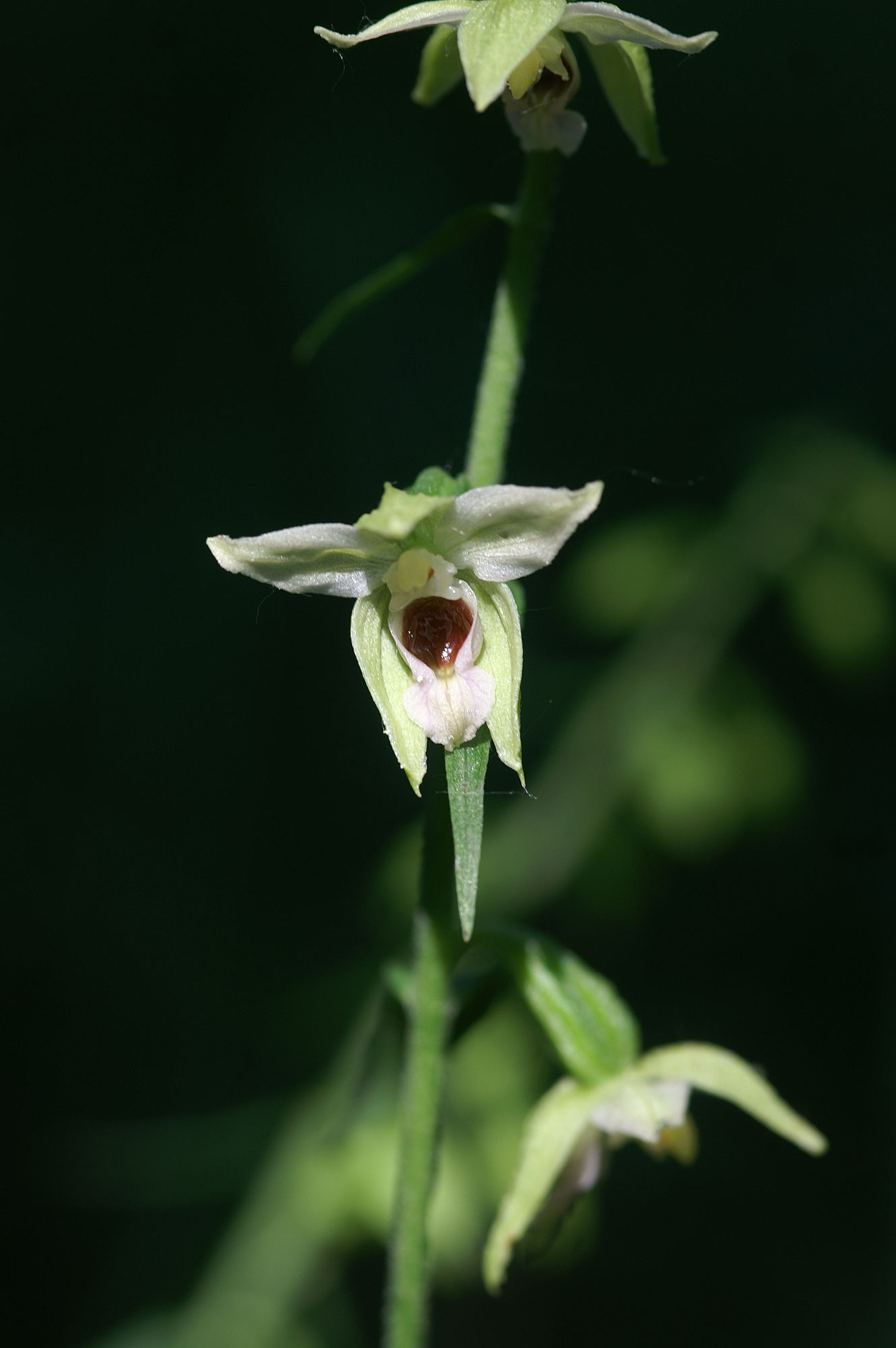 Elleborine comune Epipactis helleborine (L.