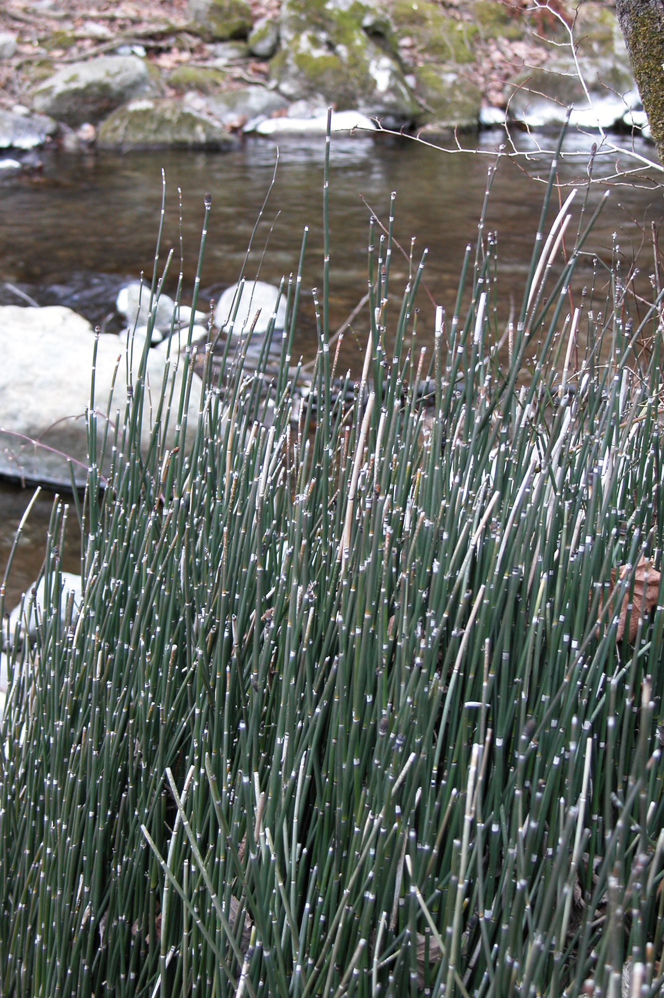 Equiseto invernale Equisetum hyemalis (L.) BRUHIN