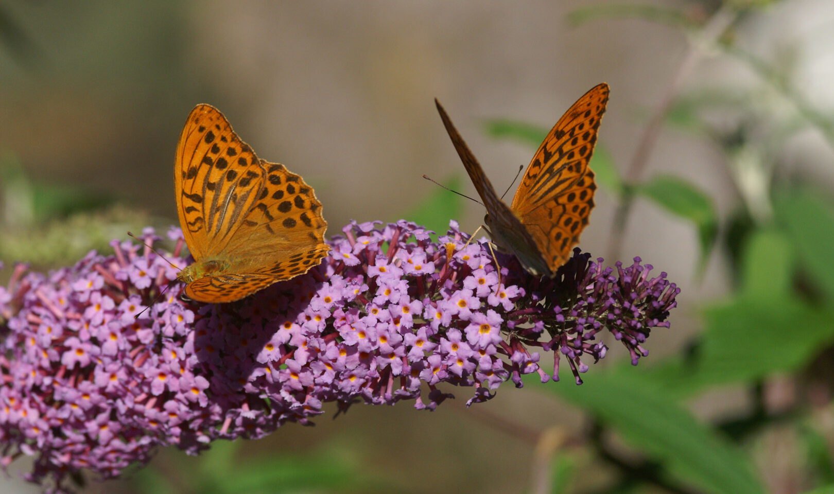 Farfalle su Buddleja davidii