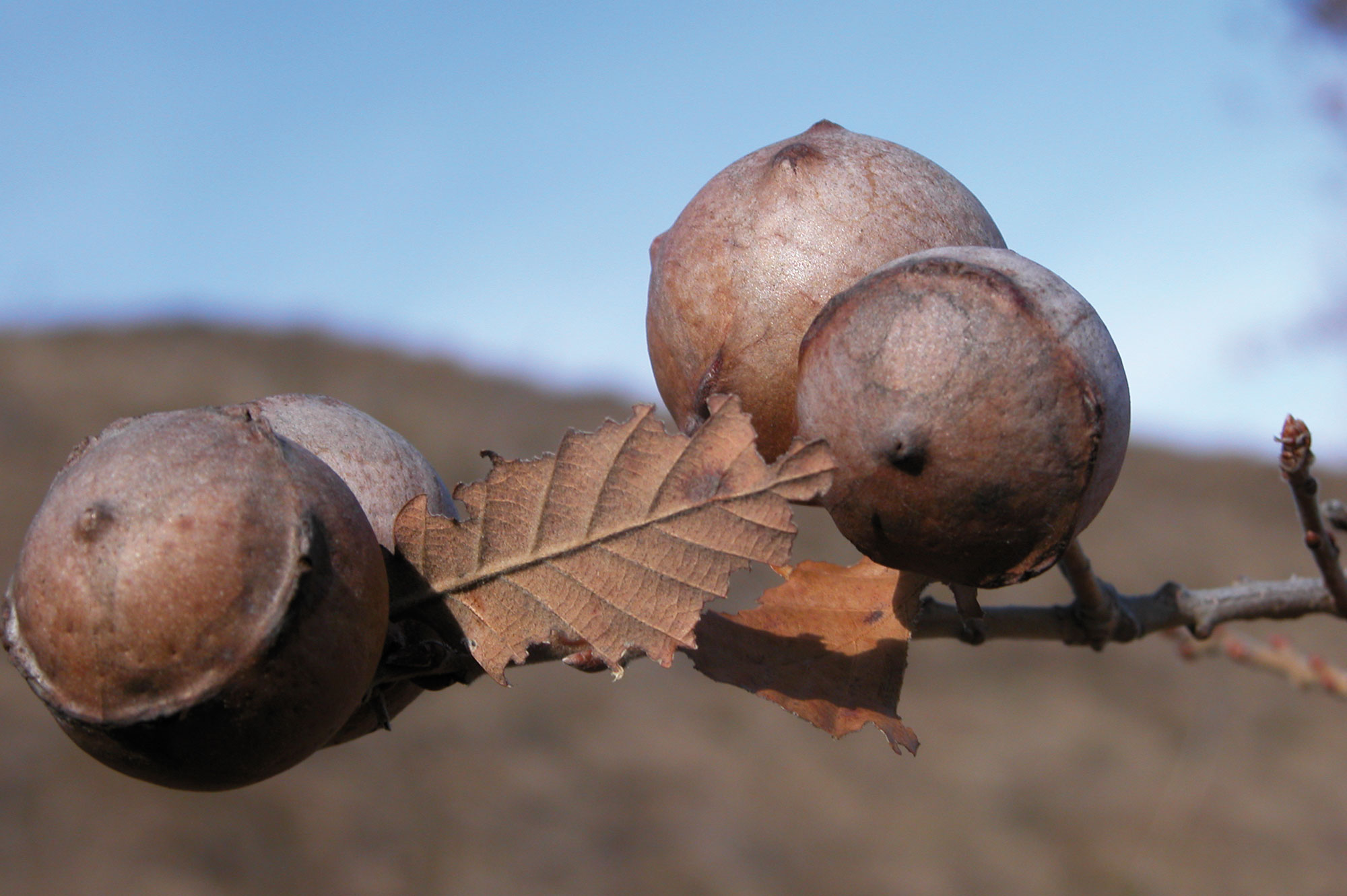 Roverella Quercus pubescens WILLDENOW