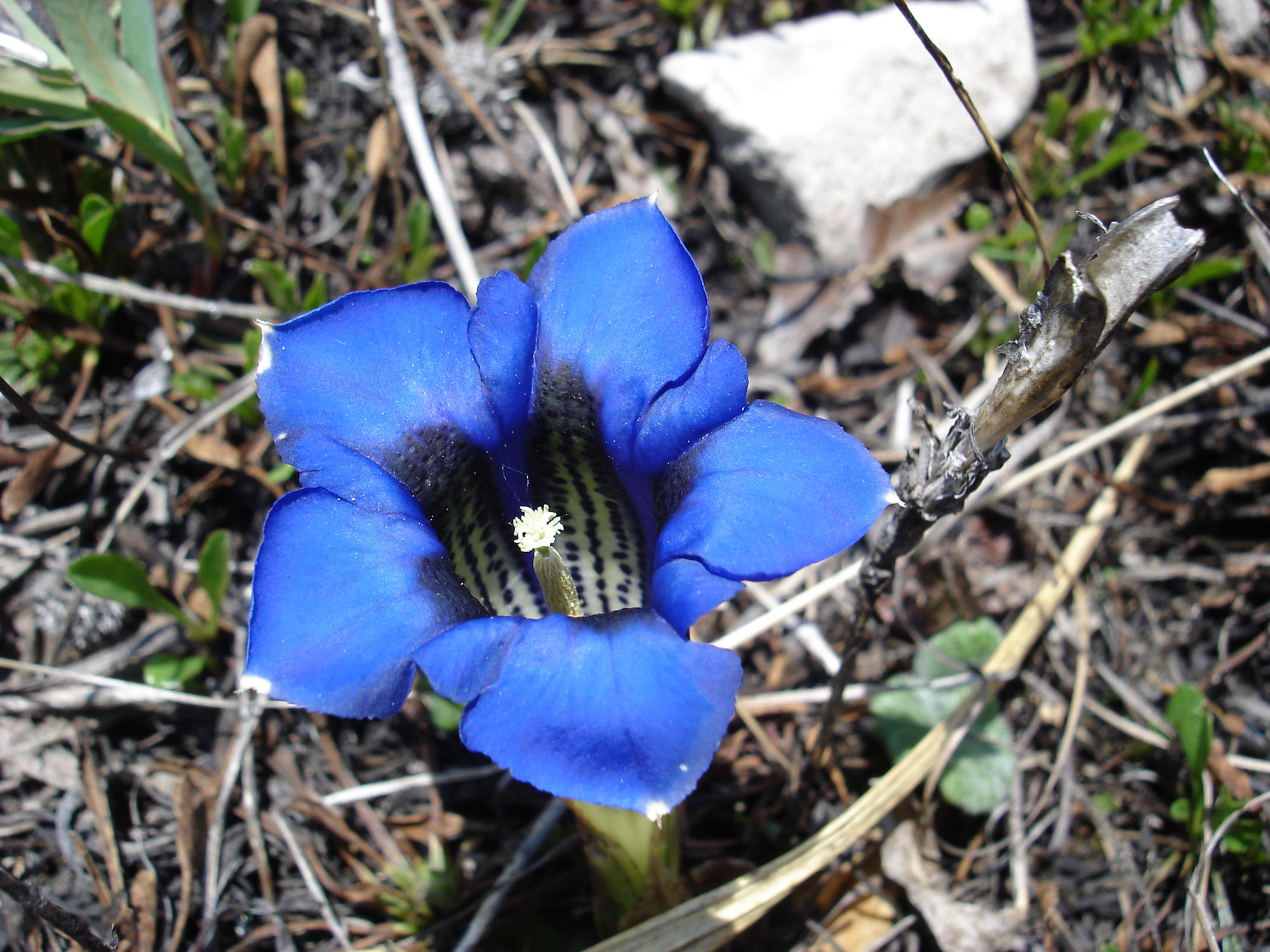 Genziana di Clusii Gentiana clusii PERRIER & SONGEON
